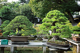 Omiya Bonsai Village 盆栽園